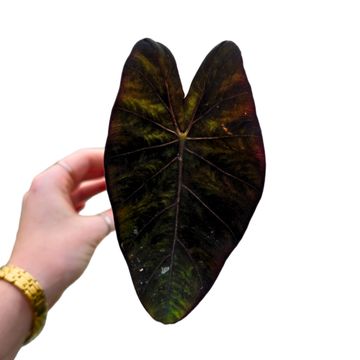 Colocasia 'Stealth Crypto'