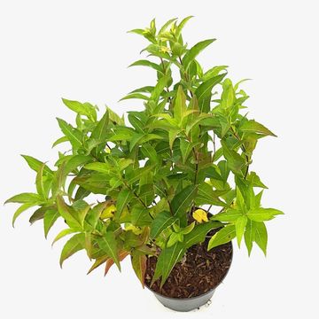 Diervilla sessilifolia 'Butterfly'