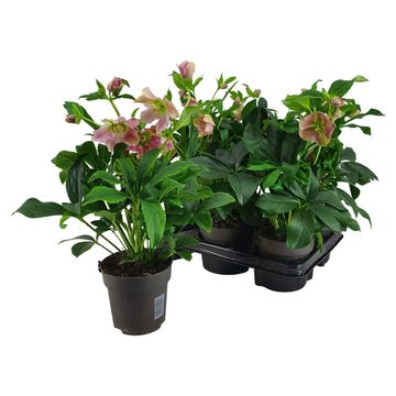 Helleborus orientalis