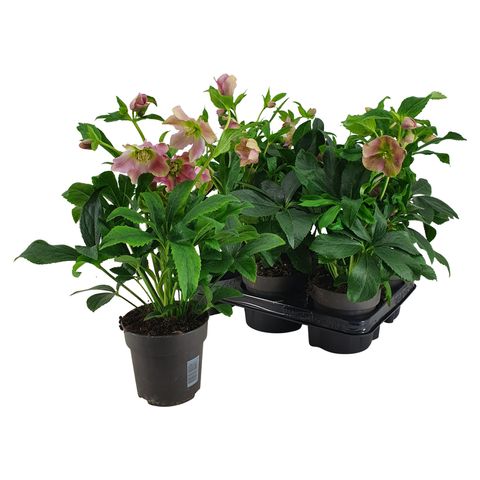 Helleborus orientalis