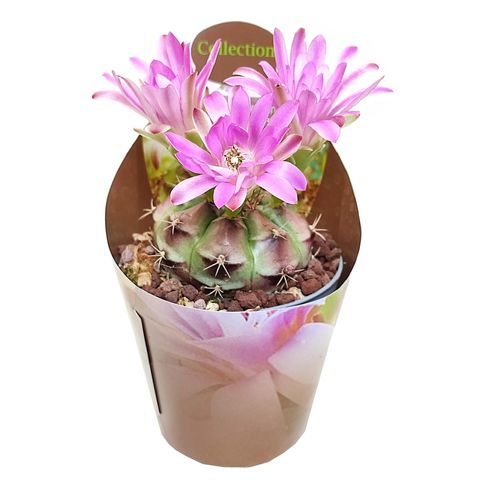 Gymnocalycium damsii