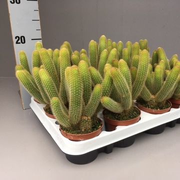 Hildewintera aureispina