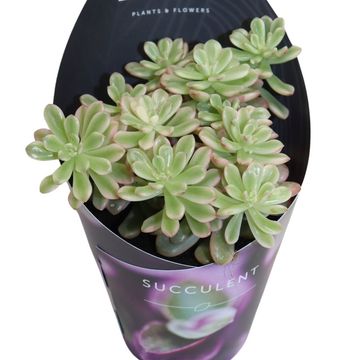 Sedum x rubrotinctum 'Aurora'