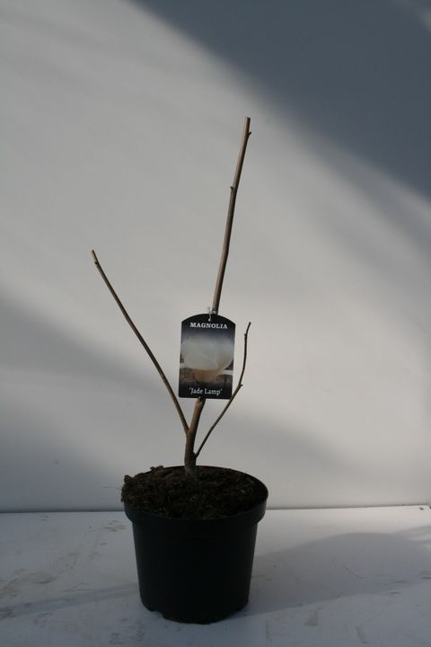 Magnolia 'Jade Lamp'