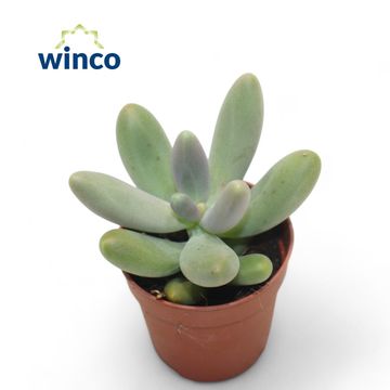 Pachyphytum 'Diamond'