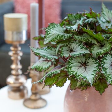 Begonia BELEAF ASIAN TUNDRA