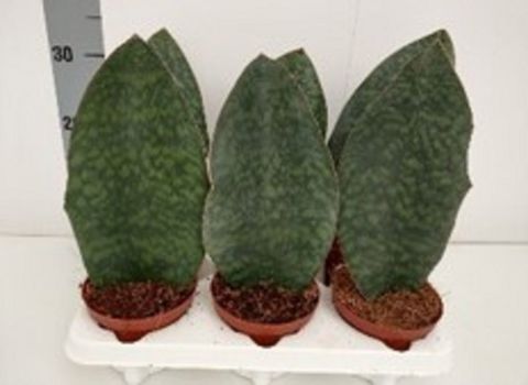 Sansevieria masoniana 'Congo'
