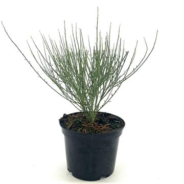 Cytisus x praecox 'Allgold'