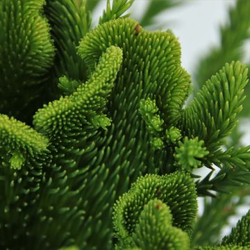 Cryptomeria japonica SERAMA