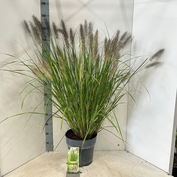 Pennisetum alopecuroides 'Red Head'