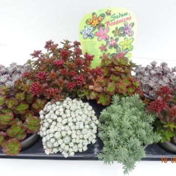 Sedum MIX