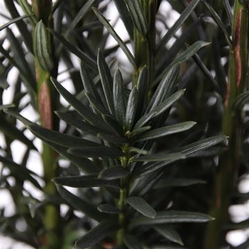 Taxus baccata 'Black Tower'