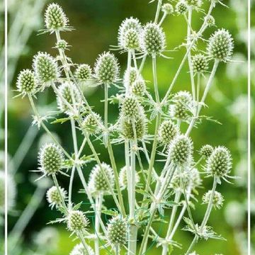 Eryngium 'Victory White'