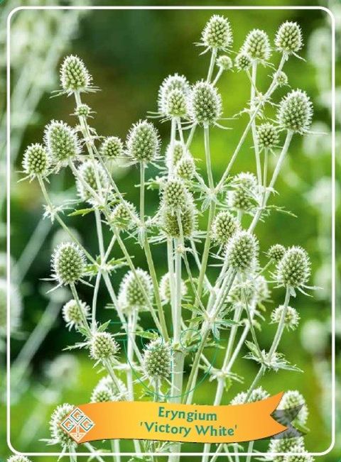 Eryngium 'Victory White'