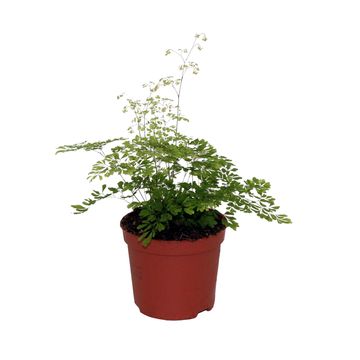 Adiantum microphyllum