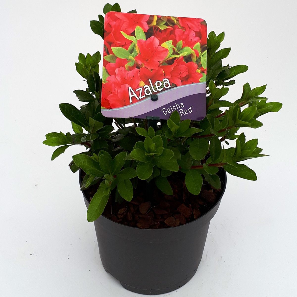 Rhododendron GEISHA RED (AJ) — Рослини оптом FlorAccess