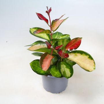 Hoya carnosa 'Tricolor'