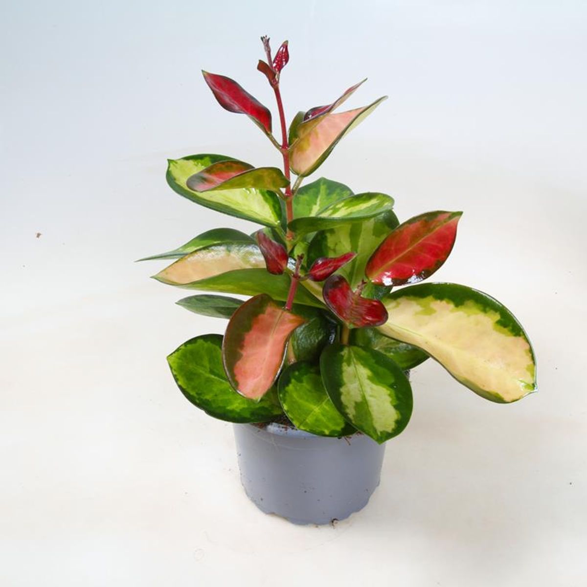 Hoya carnosa 'Tricolor'  Pflanzengrohandel FlorAccess