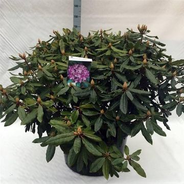 Rhododendron ponticum 'Розеум'