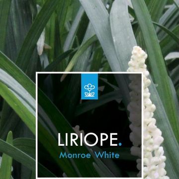 Liriope muscari 'Monroe White'