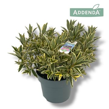 Hebe HEBEPETITA VARIA WILD BLUE