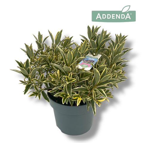 Hebe HEBEPETITA VARIA WILD BLUE