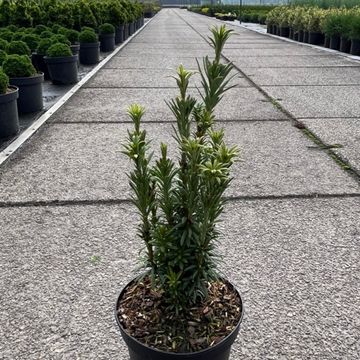 Cephalotaxus harringtonii 'Taranto'