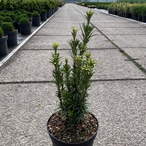 Cephalotaxus harringtonii 'Taranto'