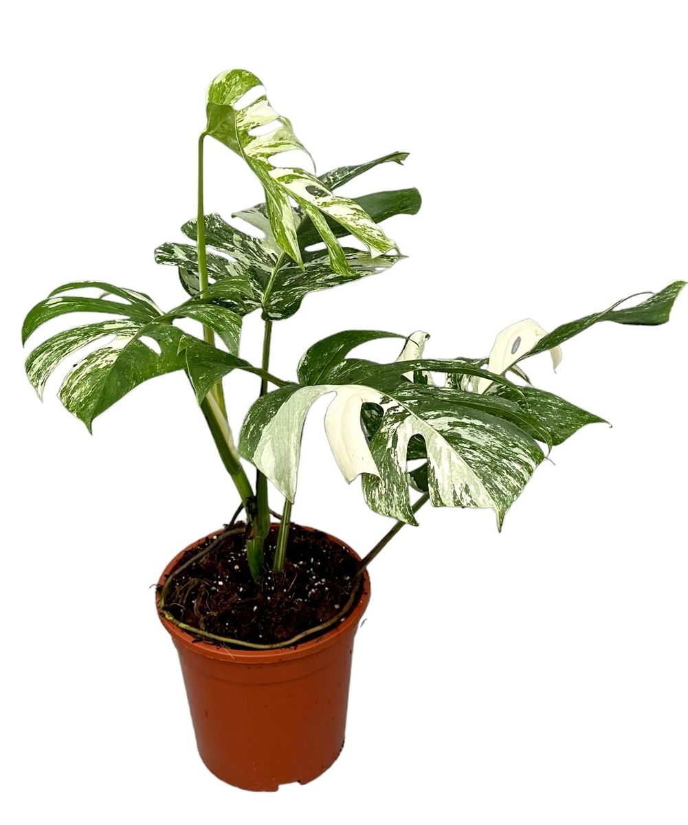 Monstera deliciosa 'Variegata' — Plant Wholesale FlorAccess