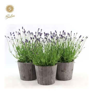 Lavandula angustifolia 'Felice'