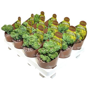 Euphorbia 'Green Elf Cristata'