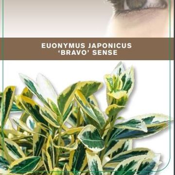 Euonymus japonicus 'Bravo'
