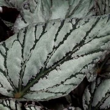 Begonia BELEAF ARCTIC BREEZE