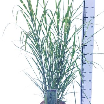 Miscanthus sinensis 'Стриктус'