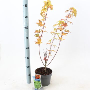 Acer shirasawanum 'Джордан'