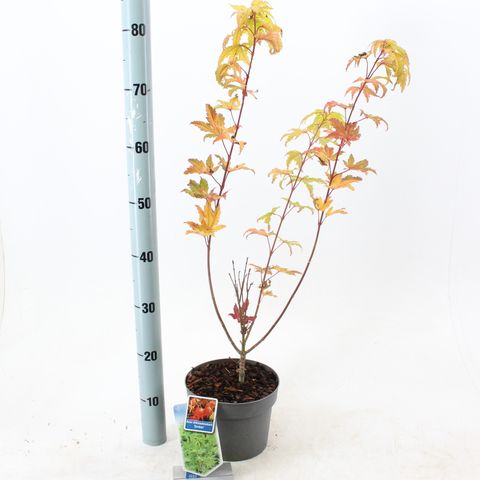 Acer shirasawanum 'Jordan'