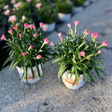 Dianthus DIANTICA PEACH PARTY