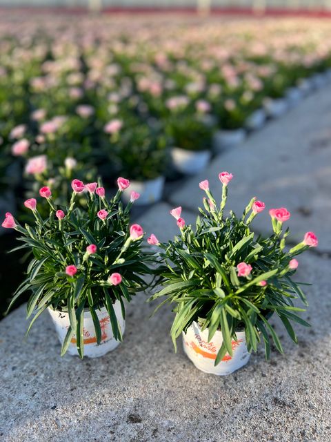 Dianthus DIANTICA PEACH PARTY