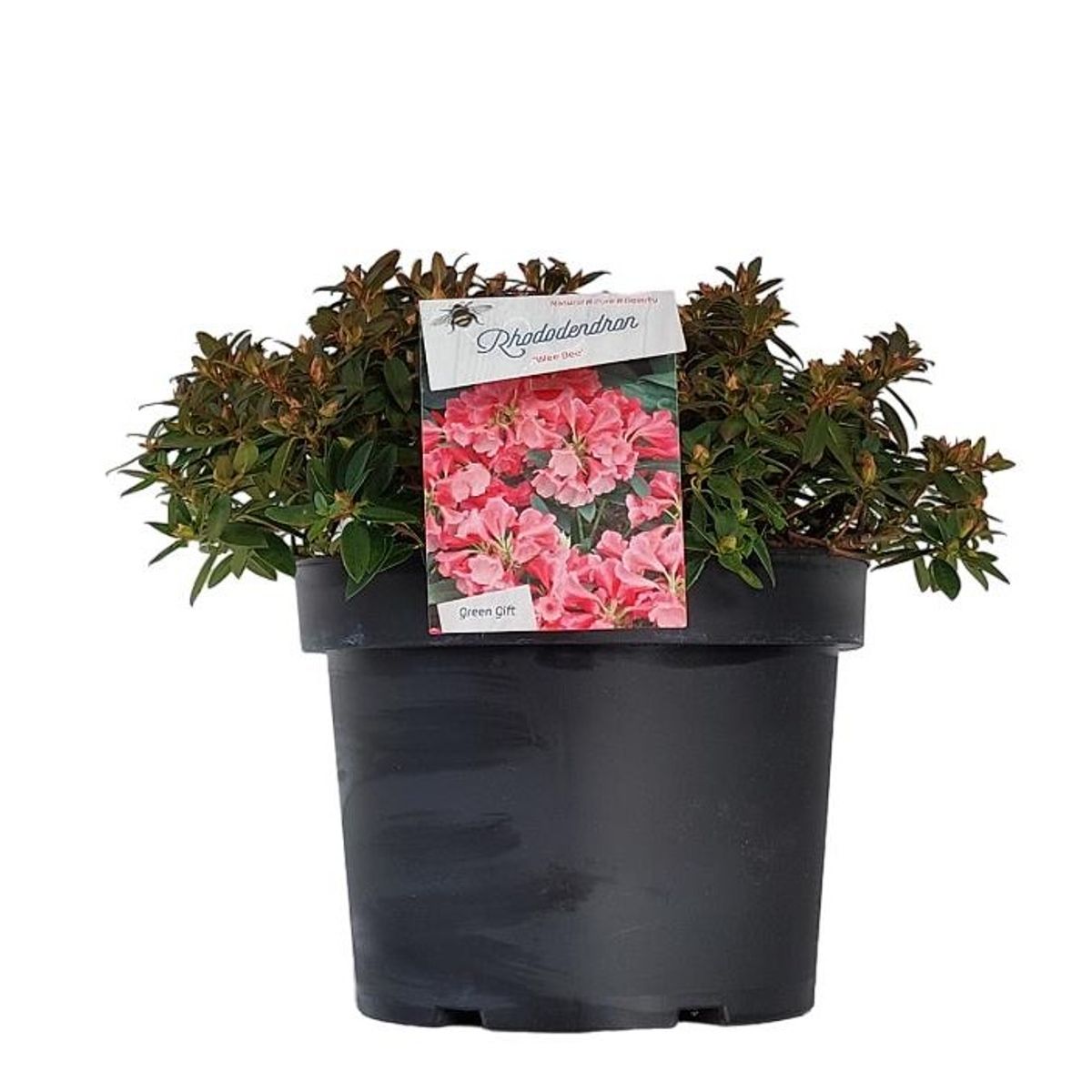 homöopathisches mittel thuja Pflüger Thuja D6 Globuli Thuja occidentalis D6 Streukügelchen 10 g