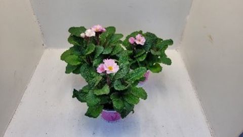 Primula 'Sylvita Rose'