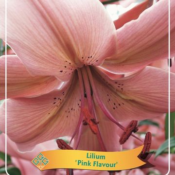 Lilium 'Pink Flavour'