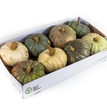 Cucurbita pepo MIX