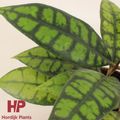 Hoya callistophylla 'Black Cat'