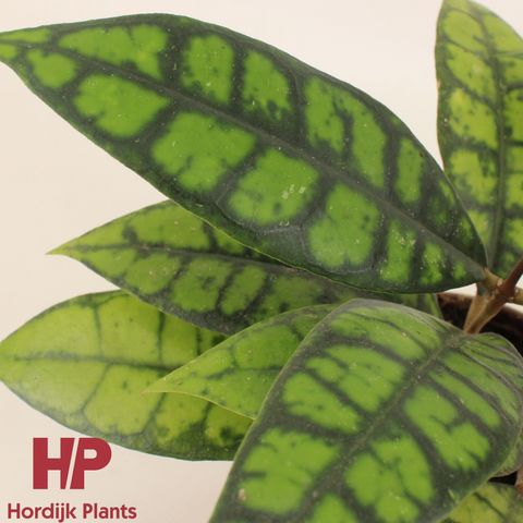 Hoya callistophylla 'Black Cat'