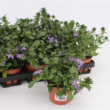 Scaevola saligna 'Blue Fan'