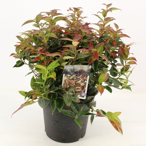 Leucothoe LOVITA (P21 cm H25 cm) – Plant Wholesale FlorAccess