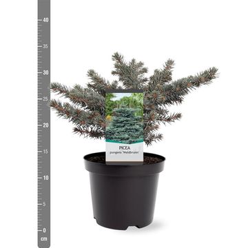 Picea pungens 'Waldbrunn'