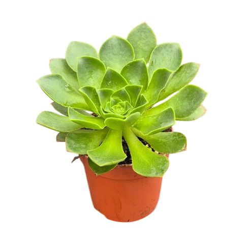 Aeonium 'Limelight'