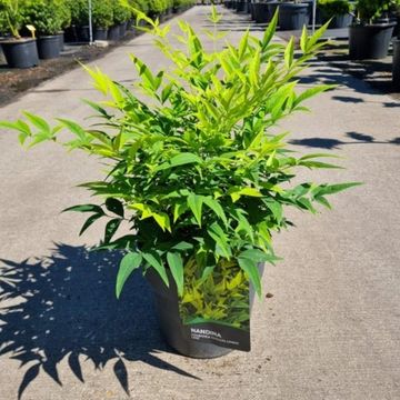 Nandina domestica MAGICAL LEMON & LIME