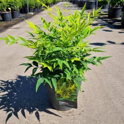 Nandina domestica MAGICAL LEMON & LIME